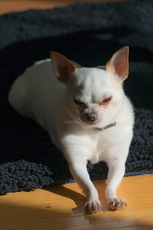 Chi Chi-4