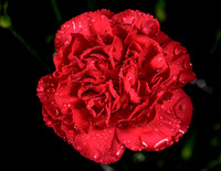 Macro-11
