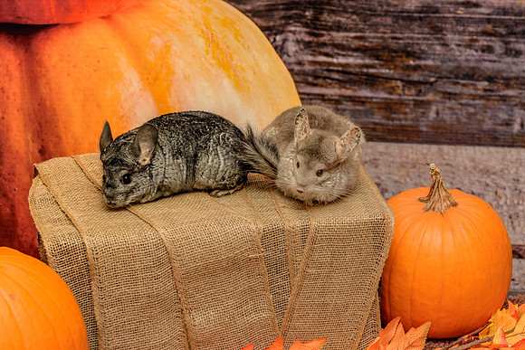 CCRT-PV-10-17-10