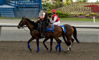Woodbine Racetrack-2