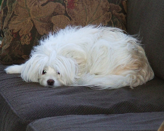 Bella.....Our smallest Baby