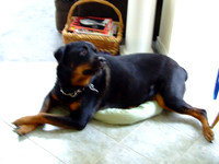 Big Dog + Little Pillow = STUPID© Garrie Russell