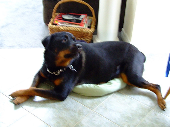 Big Dog + Little Pillow = STUPID© Garrie Russell