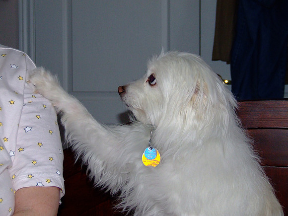 "Please mummy...I won't bite daddy again...Don't make me go back in the cage"© Garrie Russell