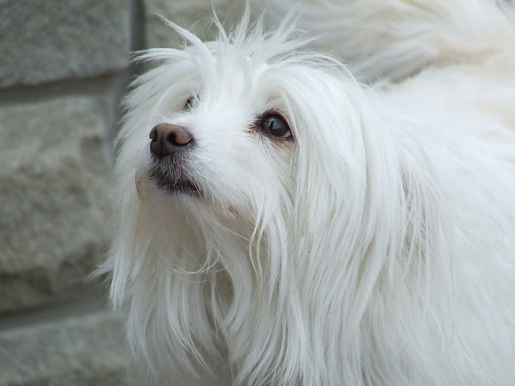 "Why did you bring that other white dog into my house mummy?© Garrie Russell