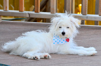 This is our newest "Child" He is 5 1/2 months old and called "Ben"