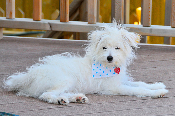 This is our newest "Child" He is 5 1/2 months old and called "Ben"