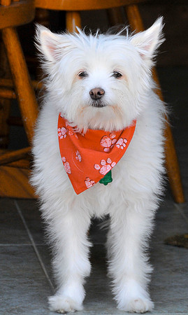 This is "Bella" our old lady