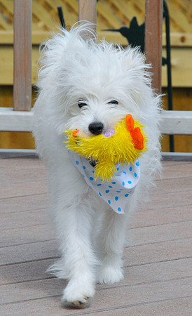 Killed yet another soft toy