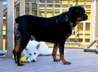 This is our intruder alarm "OZ"