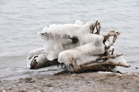 Cold Tree.© Garrie Russell