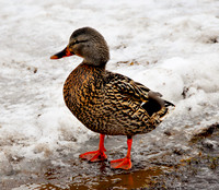 QUACK!© Garrie Russell