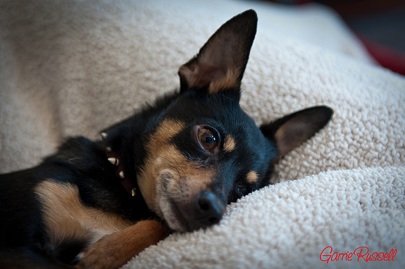 Gizmo