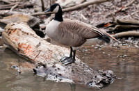 Wildlife