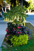 Niagara-On-The-Lake, Trumpet Vine-3
