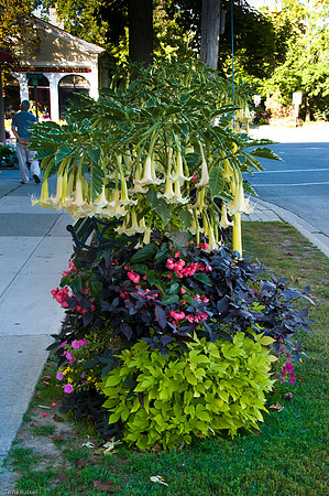 Niagara-On-The-Lake, Trumpet Vine-3