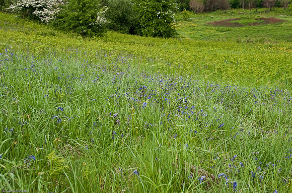 Wales 2010-503