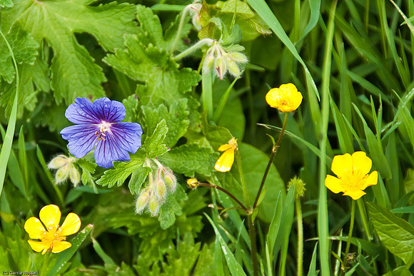 Wales 2010-505