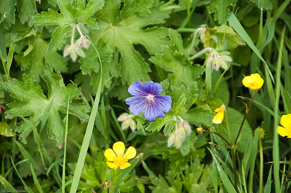 Wales 2010-506