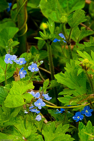 Wales 2010-509