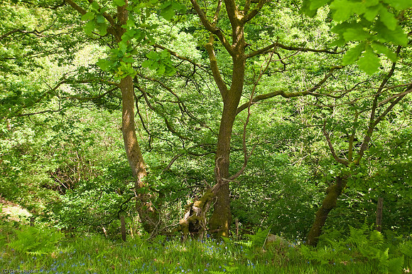 Wales 2010-521
