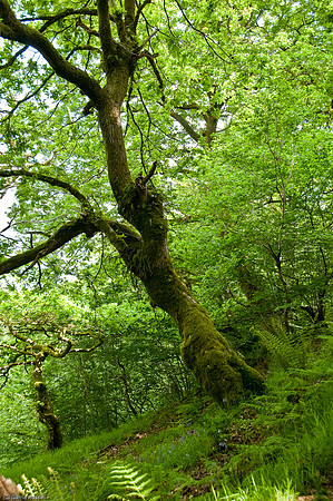 Wales 2010-526