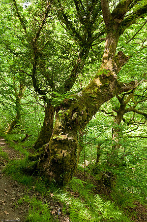 Wales 2010-528