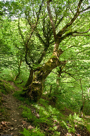 Wales 2010-529