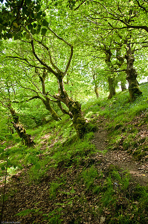 Wales 2010-530