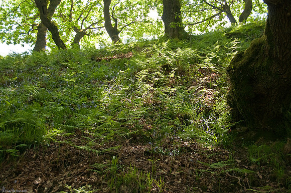 Wales 2010-531