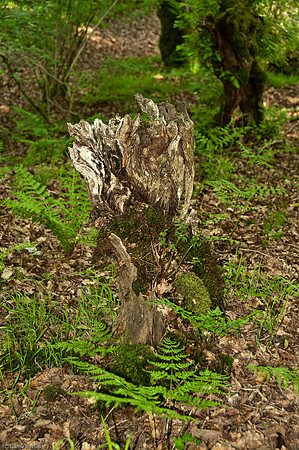 Wales 2010-533