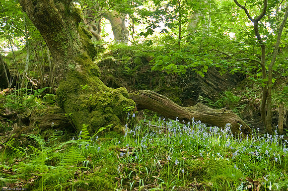 Wales 2010-536