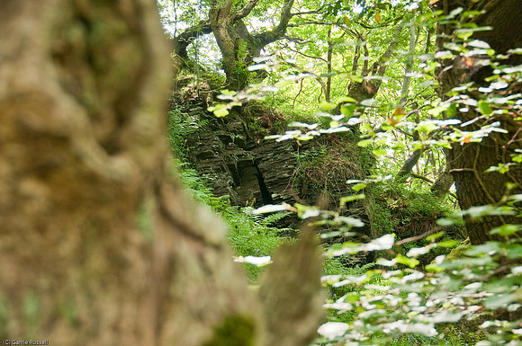 Wales 2010-537
