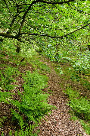 Wales 2010-538