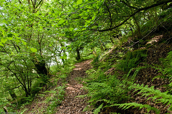 Wales 2010-539