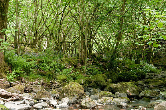 Wales 2010-542