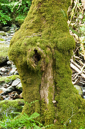 Wales 2010-544