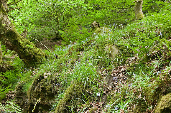 Wales 2010-545