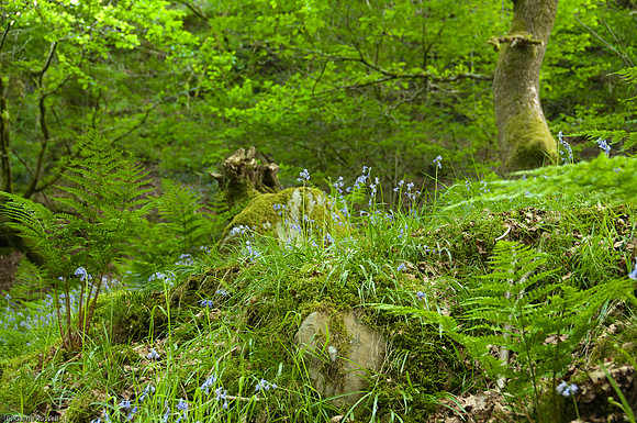 Wales 2010-546