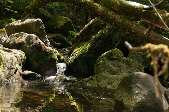 Wales 2010-550