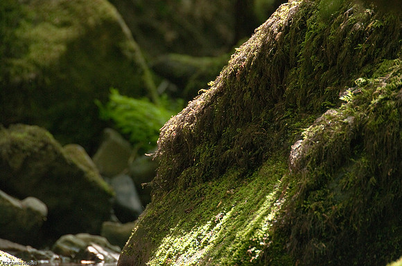 Wales 2010-551