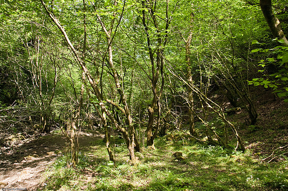 Wales 2010-558