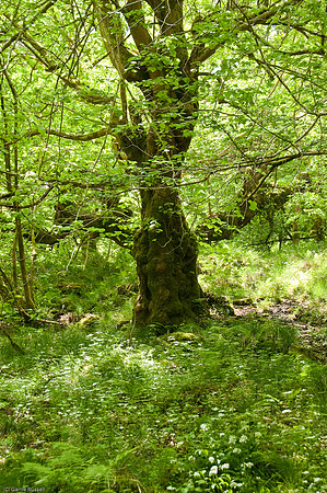 Wales 2010-559