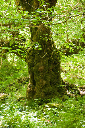 Wales 2010-560