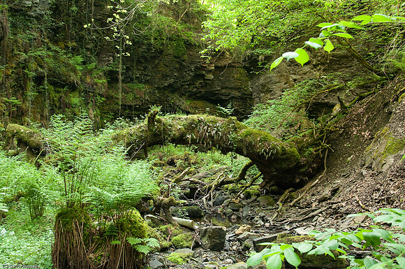 Wales 2010-572