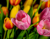 Macro-1