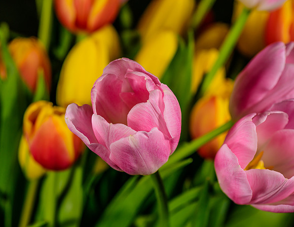 Macro-1