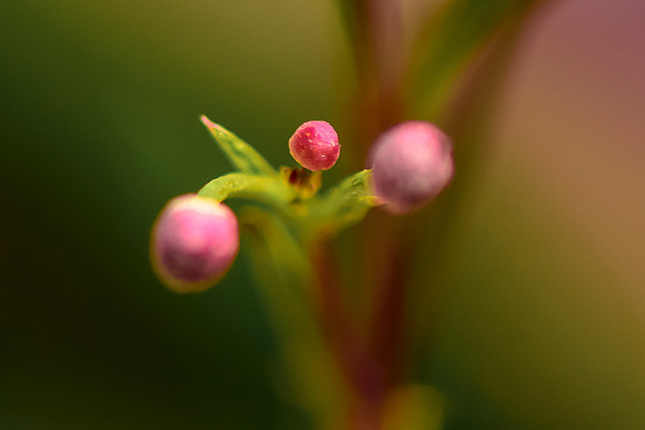 Close Up Bud-1