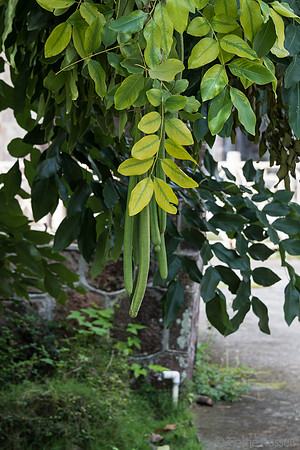 _DSC0740