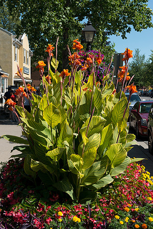 NOTL-6